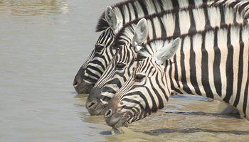 About Africa Adventure und the Team