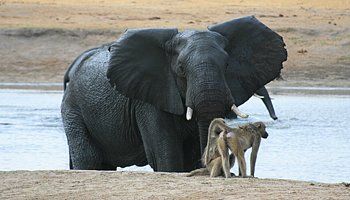 National Parks in Africa
